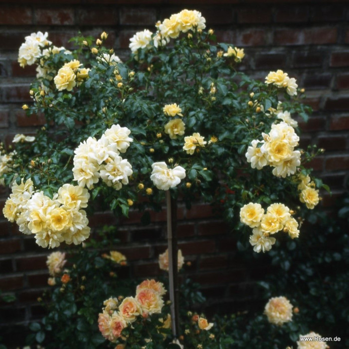 SUNNY ROSE®